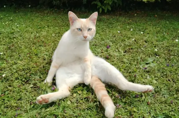 Chatte européenne blanche et rousse perdue à Nizon - photo