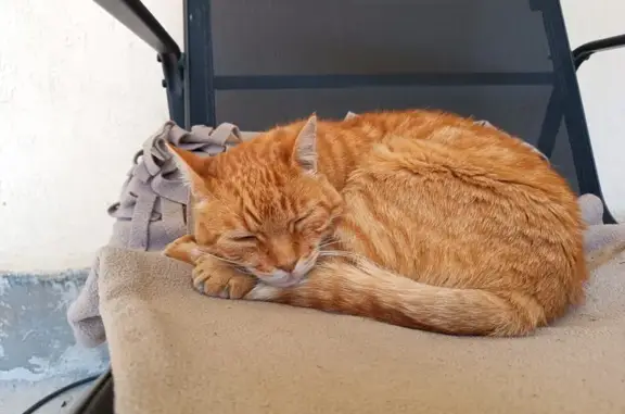 Animaux perdus Sainte-Colombe, photo: Chat disparu à Sainte-Colombe, 13 ans, castré