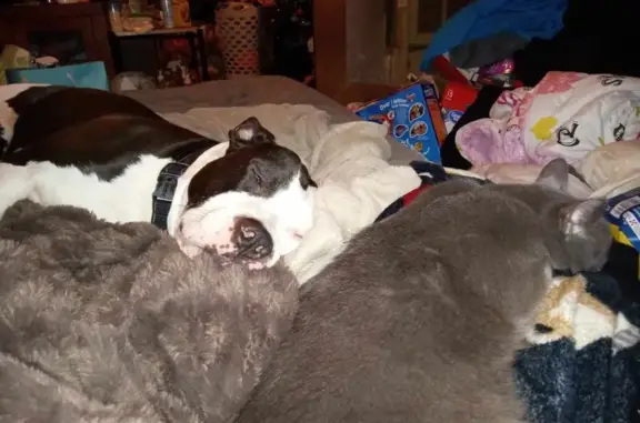 Lost Black & White Pitbull on N. Central Ave