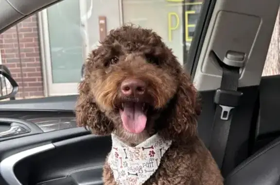 Lost: Coco the Chocolate Labradoodle in Chicago