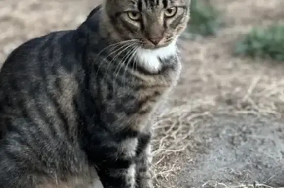 Lost Cat on New Hope Rd - Help Needed!