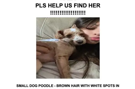 Lost Poodle Nala - Help Us Find Her!