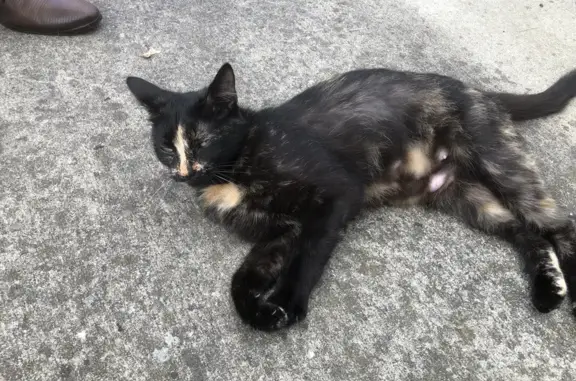 Petite chatte écaille cherche foyer aimant - photo