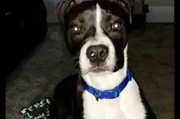 Help Find Bruno: Black & White Pitbull Lost