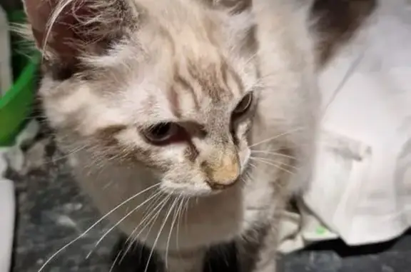 Chat perdu, , photo: Chaton mâle disparu à Saint-Remèze