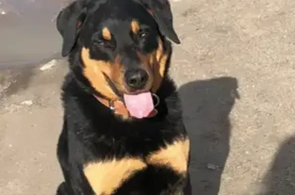 Chien perdu Longuenesse, photo : Beauceron Oslo perdu rue de Lumbres
