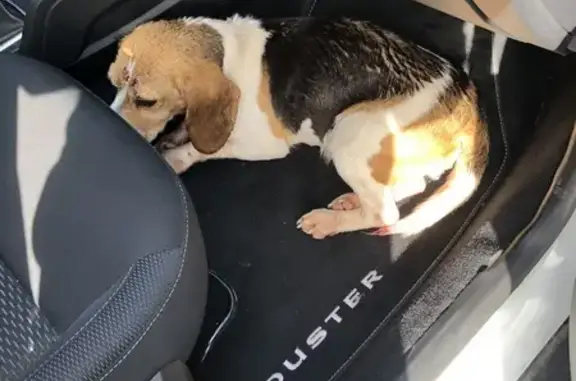 Chienne beagle trouvée à Belz, propriétaire recherché - photo