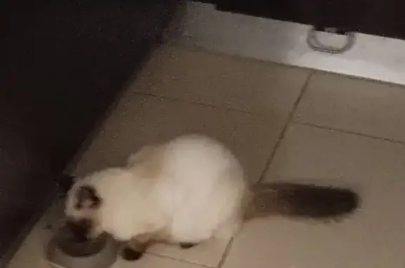Animaux perdus Saint-Loubès, photo: Chat Siamois Mâle Disparu à Saint-Loubès