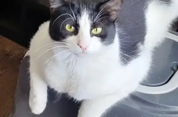 Missing: Friendly Black & White Cat, Prescott