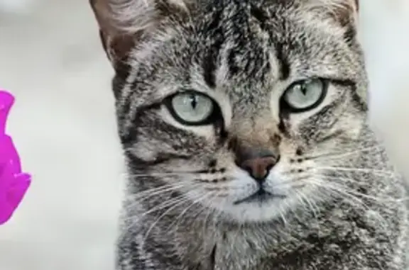 ¡Gato Perdido! Gris Atigrado en Salamanca