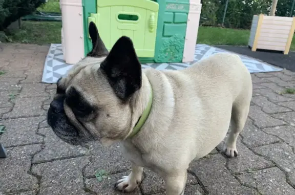 Bouledogue crème trouvé Rue des Saules, Orcet - photo