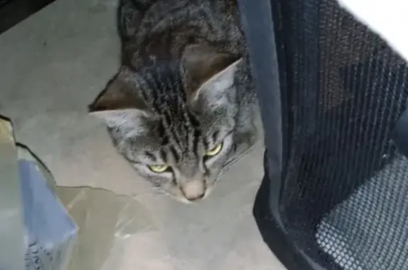 Animaux trouvés , photo: Chat tigré perdu, Rue des Vignes, Béchy