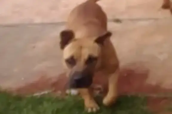 Missing Male Crossbreed in Johannesburg