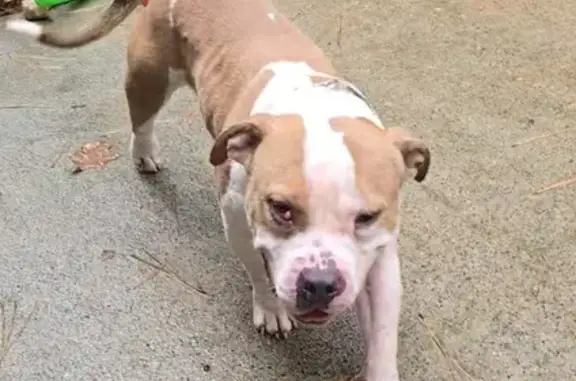 Found Male Bully Mix on Bailey Rd, Dacula