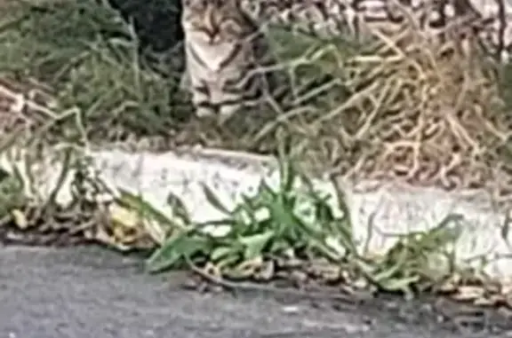 Animaux trouvés , photo: Chatte et 2 chatons trouvés à Hyper U Baralle