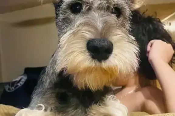 Missing Mini Schnauzer: Belico in Weaverville