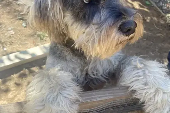 Lost Mini Schnauzers: Plumita & Belico in Weaverville