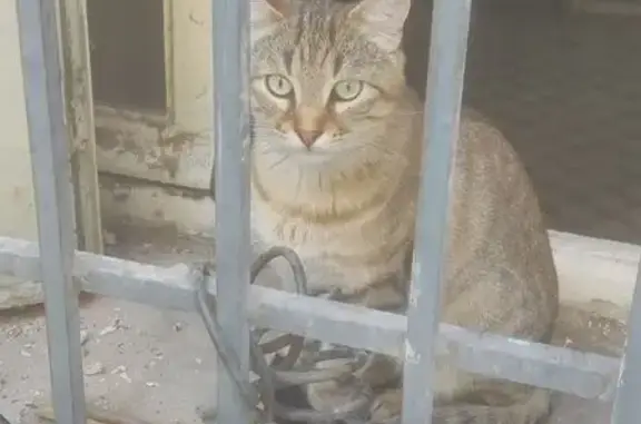 Chat trouvé Marseille Bompard, photo: Chat trouvé dans immeuble vide à Marseille