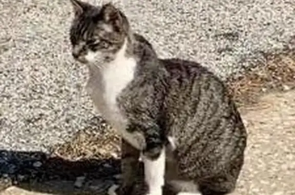 Missing Senior Manx Mix Cat - Cloudy Eyes