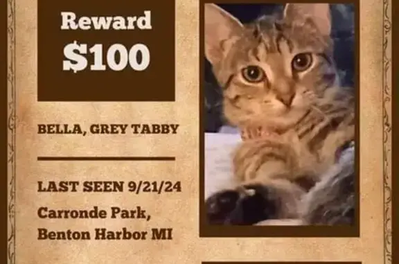 Lost Grey Tabby - Benton Harbor, MI - Reward