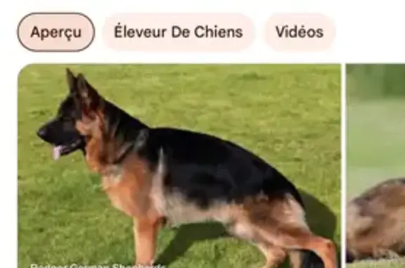 Chien trouvé Le Coudray, photo: Berger allemand trouvé au Coudray, déposé chez véto