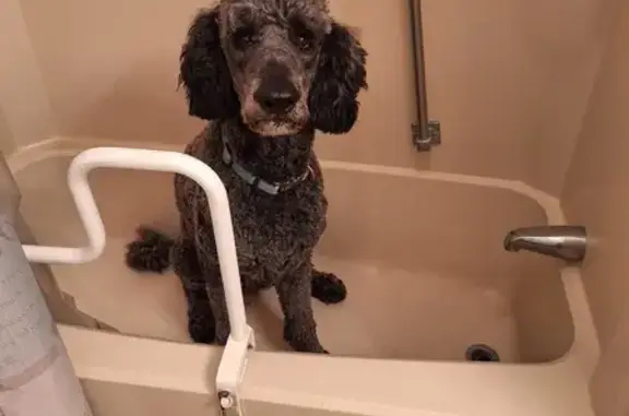 Lost Poodle: Murphy with Orange Leash