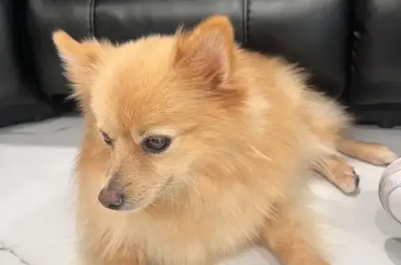 Found: Cream Blonde Pomeranian in Miami Gardens