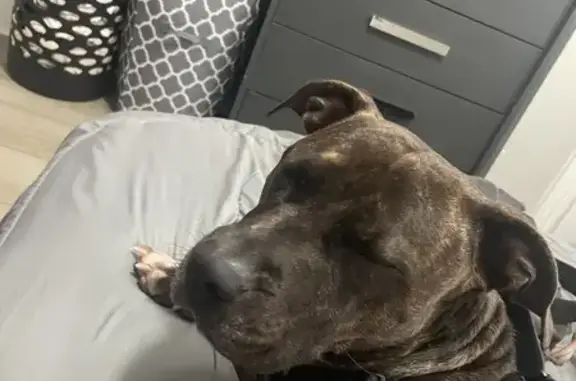 Missing Brindle Pitbull Roxy in Philly