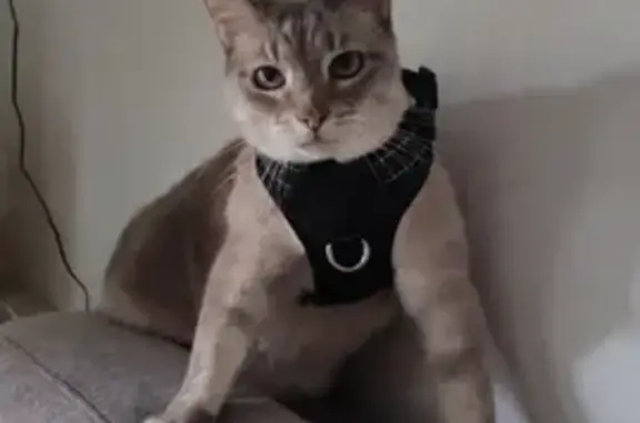 Animaux perdus Le Pradet, photo: Chat disparu : Mimi, 8 ans, croisé siamois