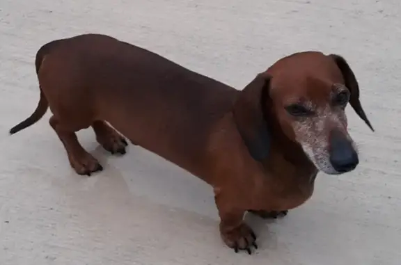 Lost Brown Dachshund, 10 y/o, Kissimmee Area