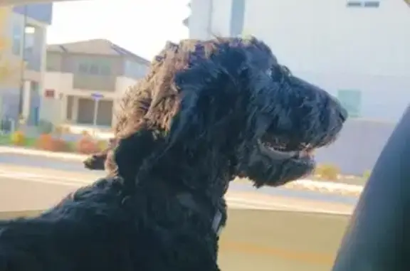 Missing Black Bernadoodle in Lehi - Help!