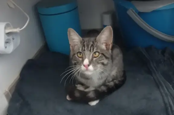 Petit chat gris et blanc trouvé à Gévezé - photo