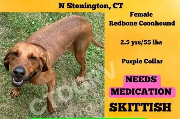 Lost: Shy Redbone Coonhound in N. Stonington