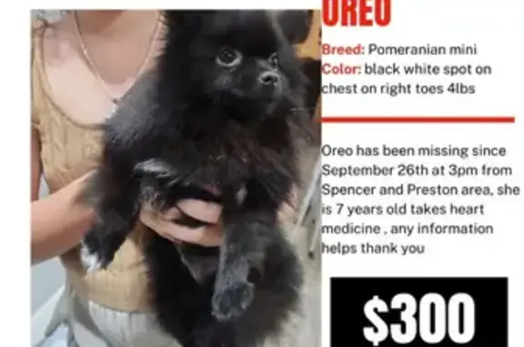 Missing Black Pomeranian - Needs Meds