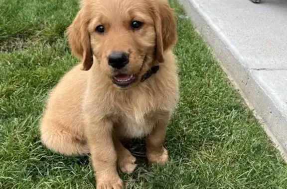 Lost 2.5-Month-Old Red Fox Mix - Meridian