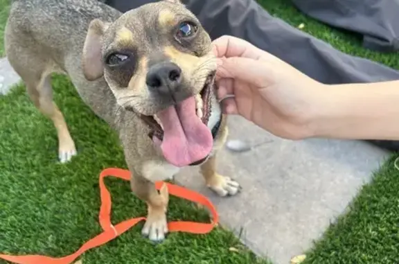 Found Chihuahua Mix - North 8th, Phoenix