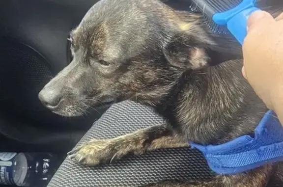 Lost Brindle Chihuahua Mix Near 17th Ave NE