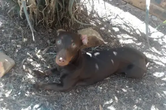 Lost: Small Brown Dachshund 'Minxie' in Krugersdorp