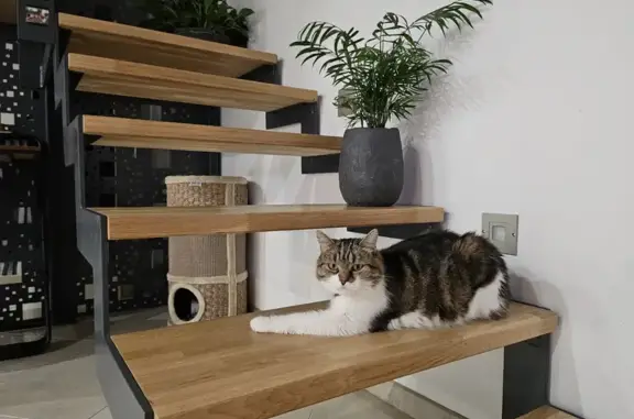 Chat perdu, , photo: Chatte tigrée perdue à Mercy, Les Beaujets