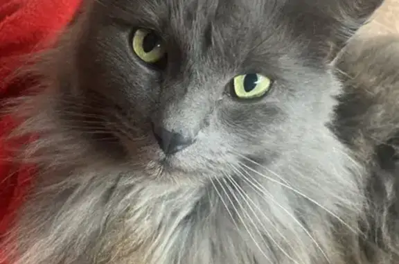 Animaux perdus Haguenau, photo: Chat gris mâle perdu à Haguenau, très câlin