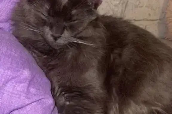 Animaux perdus Rennes, photo: Gros chat sociable perdu - Rennes, Hautes Chalais