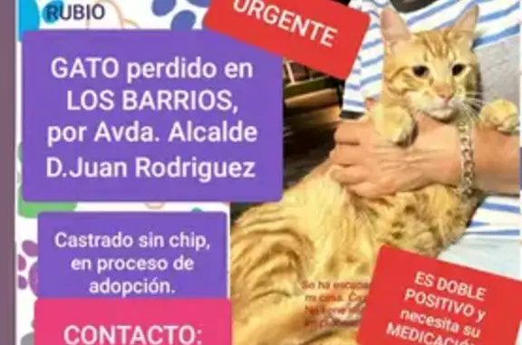 Gato Perdido: Rubio, Enfermo y Necesita Medicación