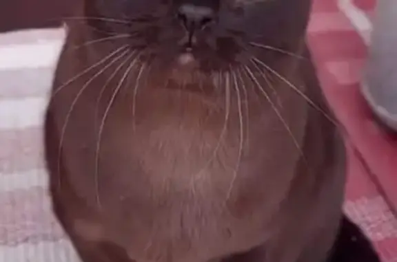 Animaux perdus Distré, photo: Chat Burma brun foncé perdu à Distré