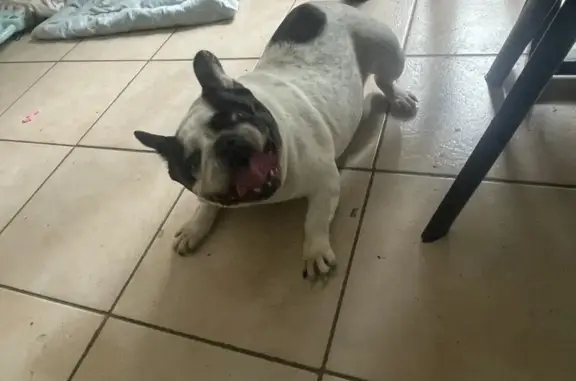 Chien trouvé Quintin, photo: Bouledogue femelle enceinte trouvée à Quintin