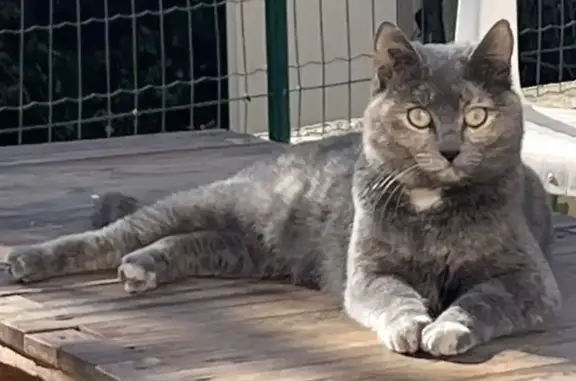 Chat perdu, Garéoult, photo: Chatte perdue, Garéoult, yeux verts, tatouée