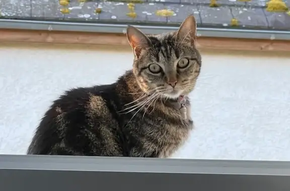 Animaux perdus Avermes, photo: Chatte disparue à Avermes (03)