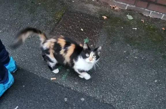 Chat femelle tricolore trouvée affamée à Lille - photo