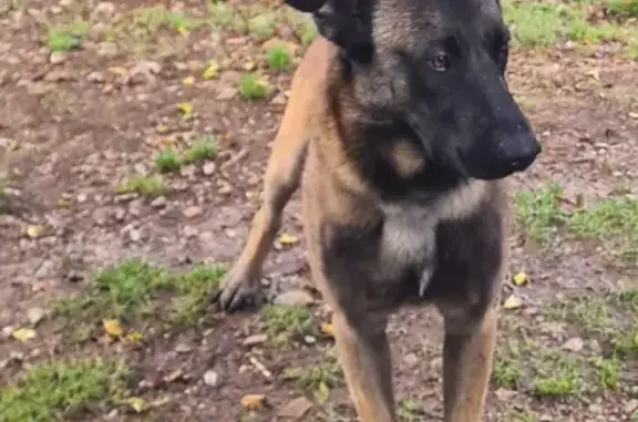 Malinois mâle trouvé à Durbans, cherche propriétaire - photo