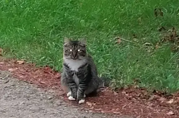 Chat tigré trouvé, sociable et affectueux - photo
