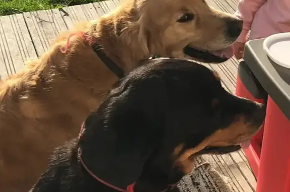 Deux chiens perdus à Bidart, chemin Irteera Gabe - photo